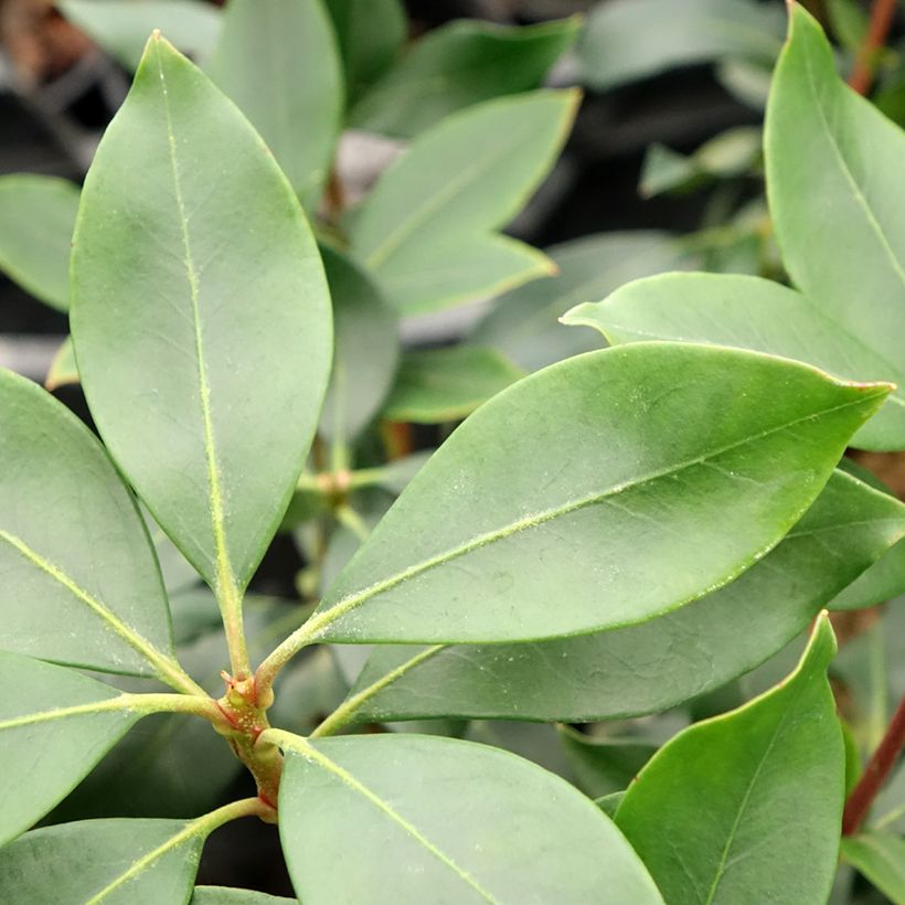 Kalmia latifolia Ideal (Folhagem)