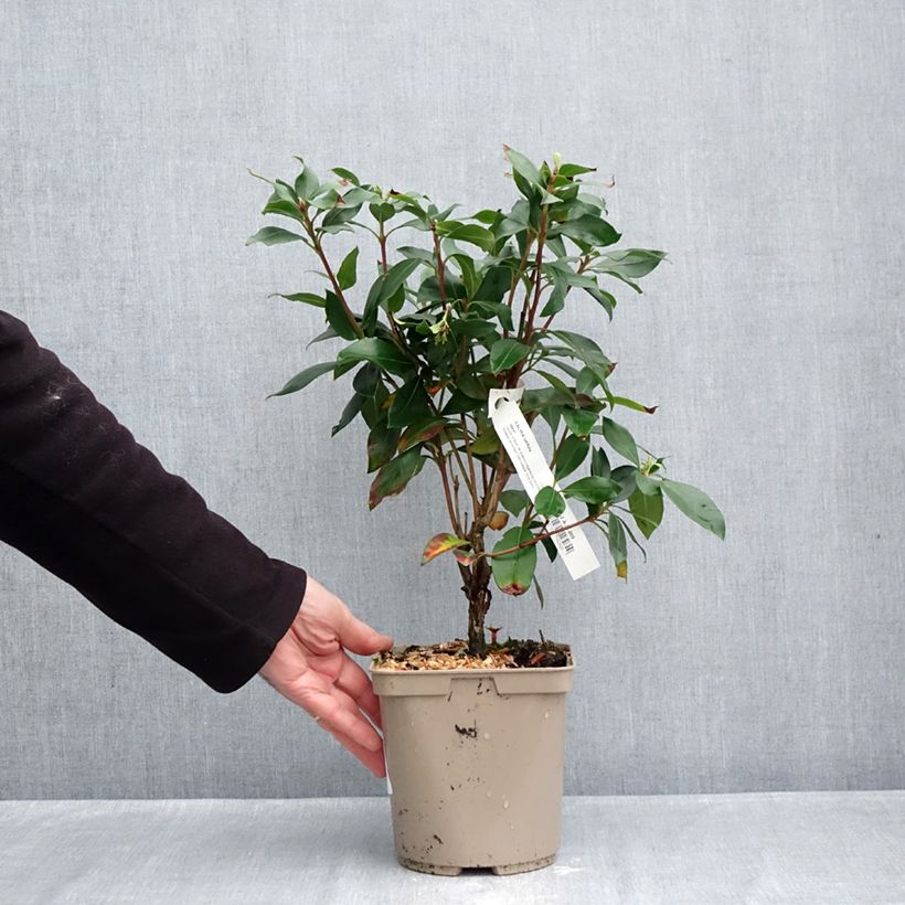 Amostra de Kalmia latifolia Ideal Vaso de 3 L/4 L tal como entregue no outono