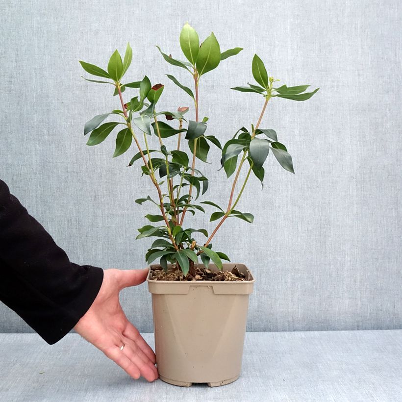 Amostra de Kalmia latifolia Ideal Vaso de 3 L/4 L tal como entregue na primavera