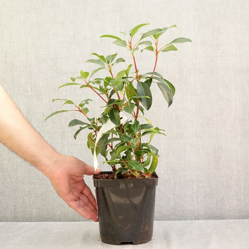 Amostra de Kalmia latifolia Keepsake Vaso de 2 L/3 L tal como entregue no verão