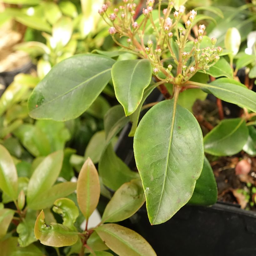 Kalmia latifolia Keepsake (Folhagem)