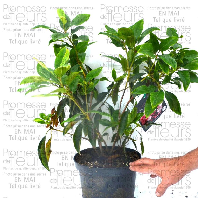 Exemplo de amostra de Kalmia latifolia Madeline - Laurier des montagnes double, rose pâle Vaso de 4 L/5 L tal como entregue
