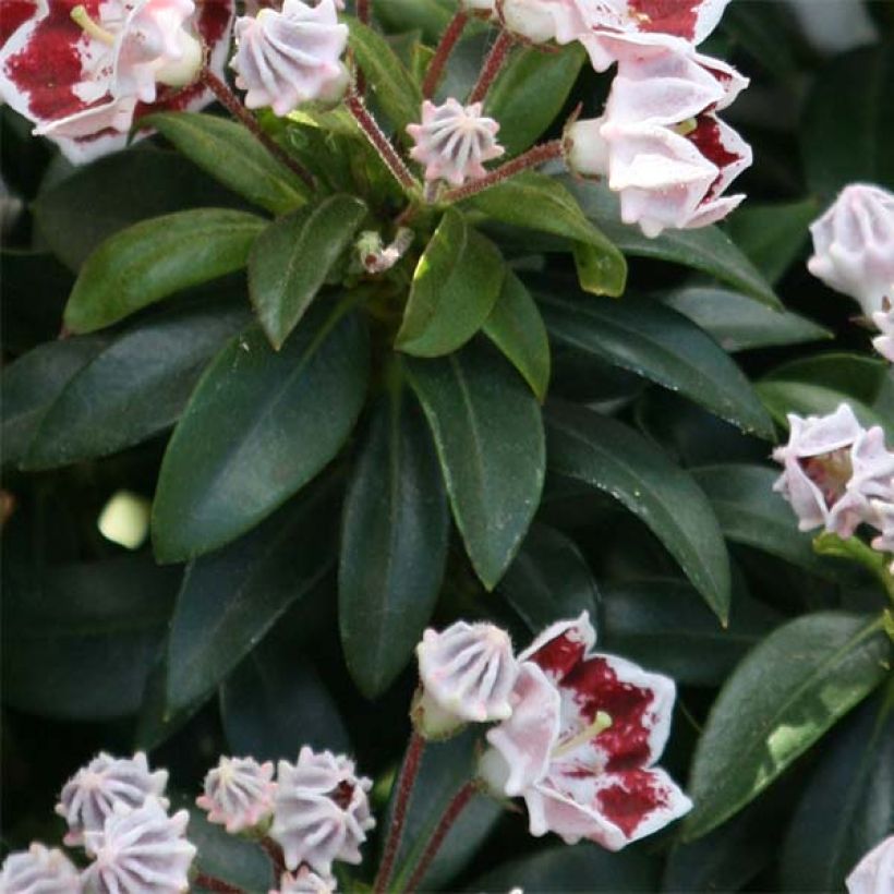 Kalmia latifolia Minuet (Folhagem)
