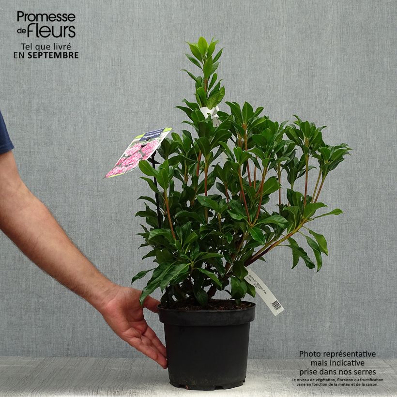 Amostra de Kalmia latifolia Olympic Fire Vaso de 3 L/4 L tal como entregue no outono