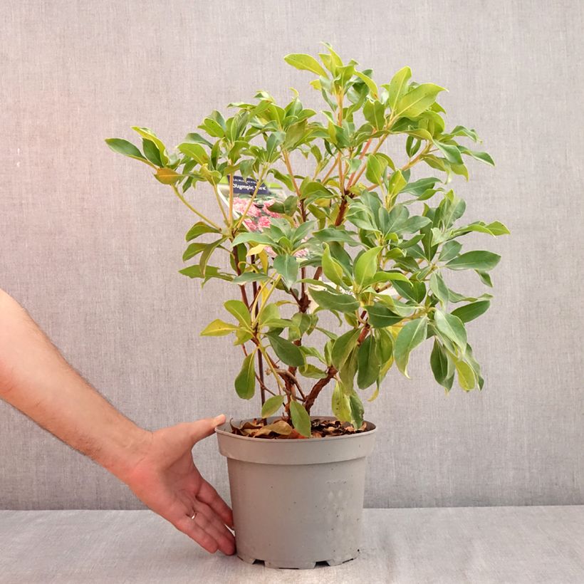 Amostra de Kalmia latifolia Olympic Fire Vaso de 3 L/4 L tal como entregue no verão
