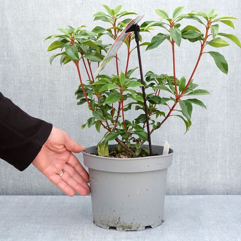 Amostra de Kalmia latifolia Otsbo Red Vaso de 2 L/3 L tal como entregue na primavera