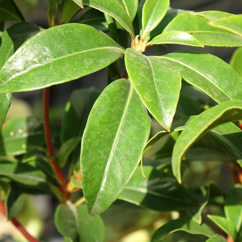 Kalmia latifolia Otsbo Red (Folhagem)