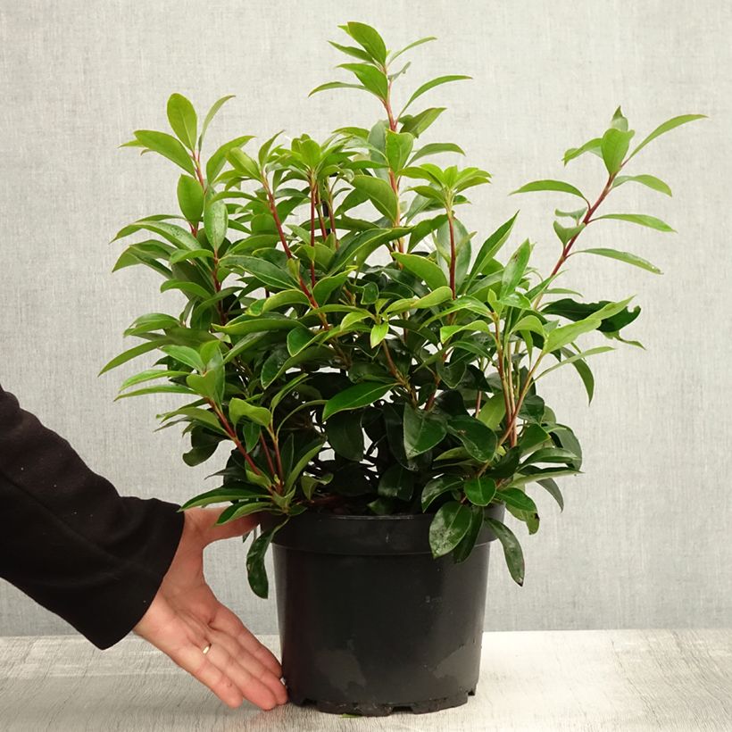 Amostra de Kalmia latifolia Peppermint Vaso de 3 L/4 L tal como entregue no outono