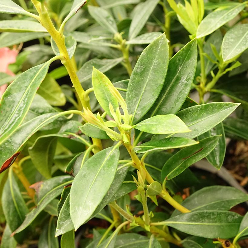 Kalmia latifolia Pinwheel (Folhagem)