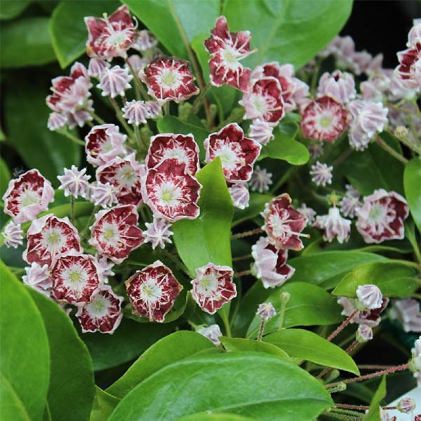 Kalmia latifolia Tad (Floração)