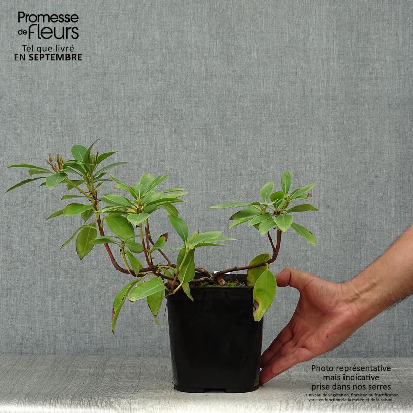Amostra de Kalmia latifolia Tad Vaso de 3 L/4 L tal como entregue no outono