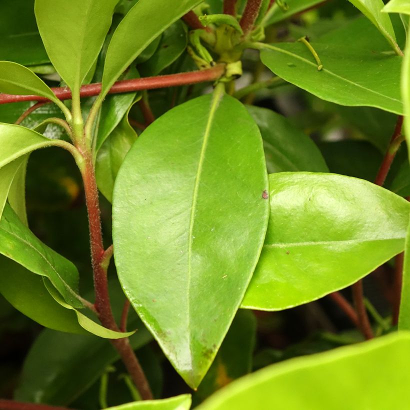 Kalmia latifolia Windmill (Folhagem)