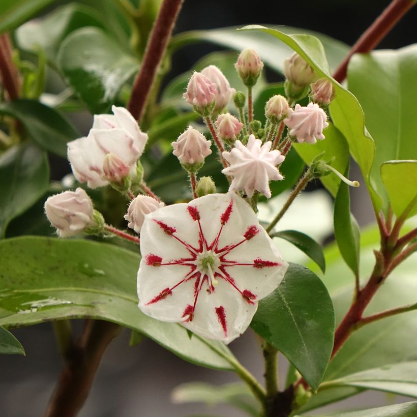 Kalmia latifolia Windmill (Floração)