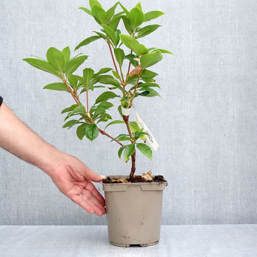 Amostra de Kalmia latifolia Windmill Vaso de 3 L/4 L tal como entregue no outono