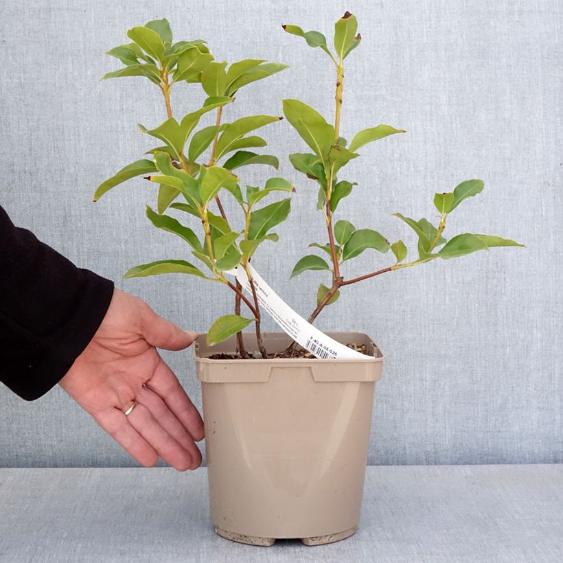 Amostra de Kalmia latifolia Windmill Vaso de 3 L/4 L tal como entregue na primavera