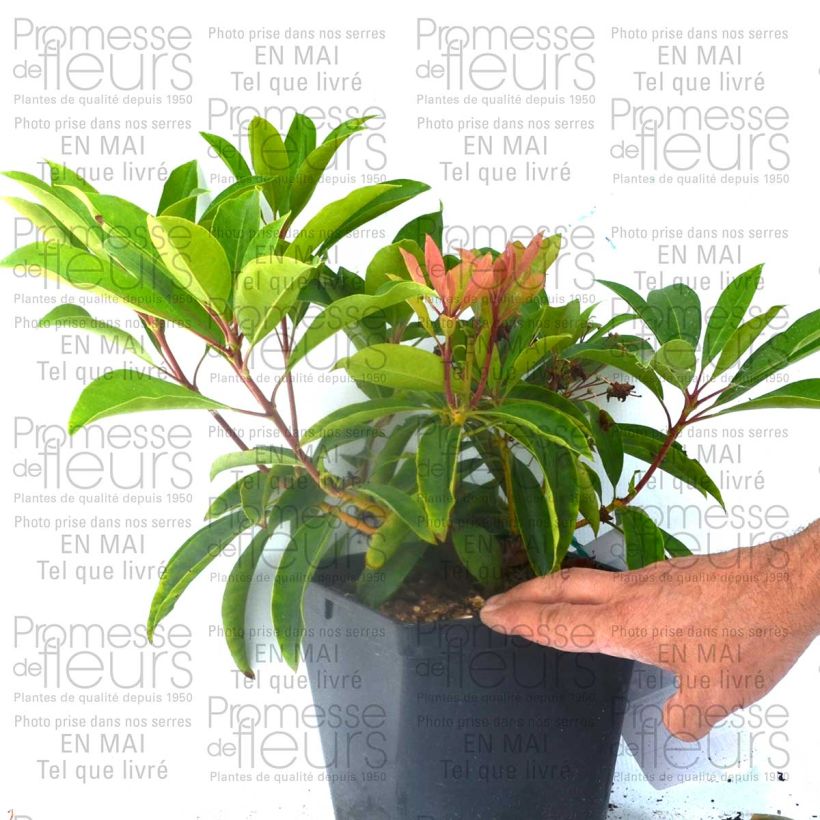 Exemplo de amostra de Kalmia latifolia You Can - Laurier des montagnes en camaieu de rose Pot de 2L/3L tal como entregue