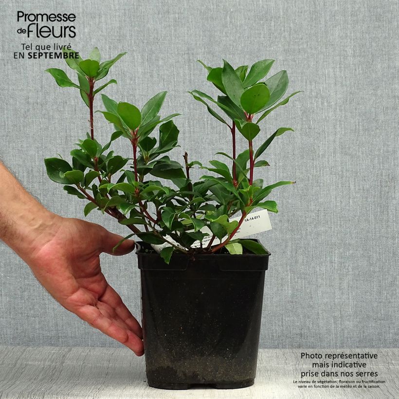 Amostra de Kalmia latifolia Zebulon Vaso de 3 L/4 L tal como entregue no outono