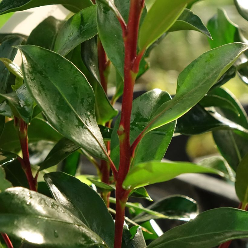 Kalmia latifolia Zebulon (Folhagem)