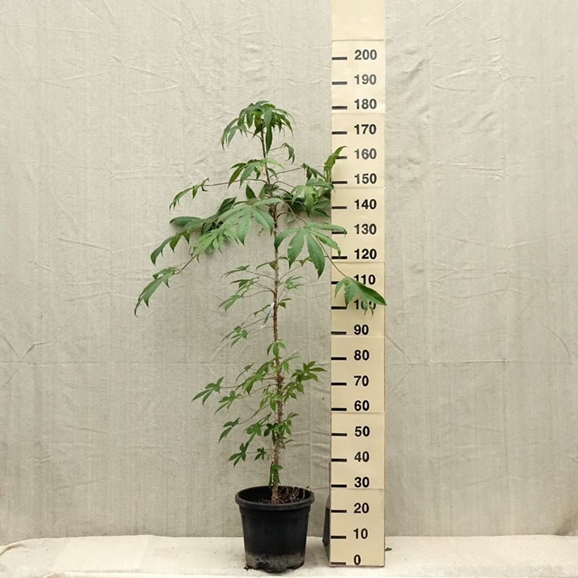 Amostra de Kalopanax septemlobus Maximowiczii Vaso de 12 L/15 L tal como entregue no verão