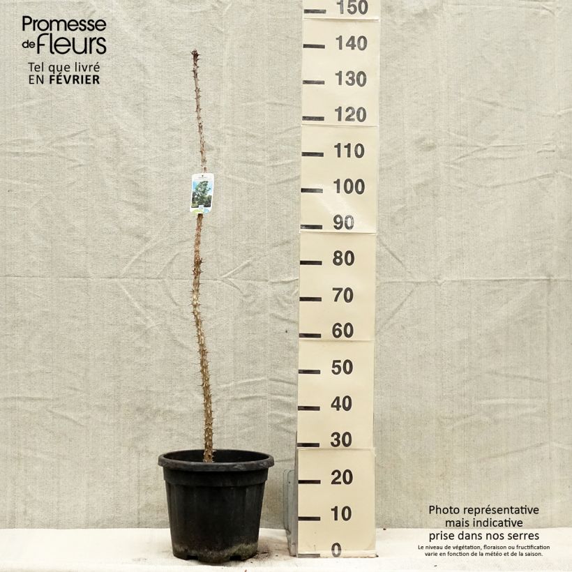 Amostra de Kalopanax pictus Maximowiczii Vaso de 12 L/15 L tal como entregue no inverno