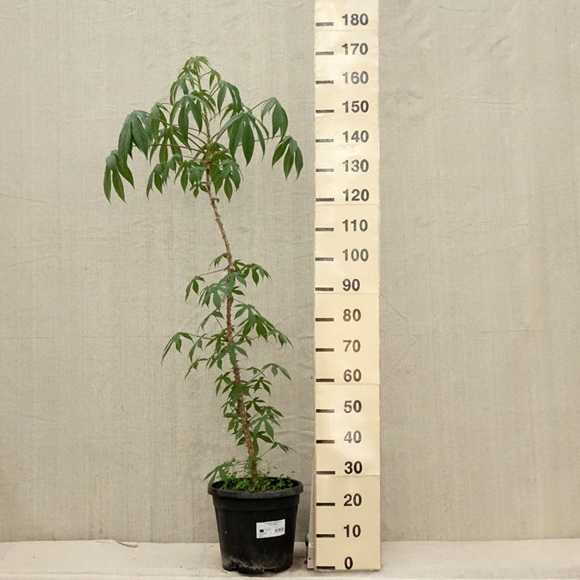 Amostra de Kalopanax septemlobus Maximowiczii Vaso de 12 L/15 L tal como entregue na primavera