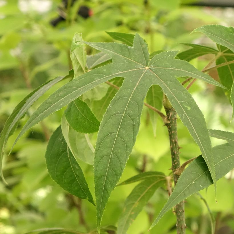 Kalopanax septemlobus Maximowiczii (Folhagem)