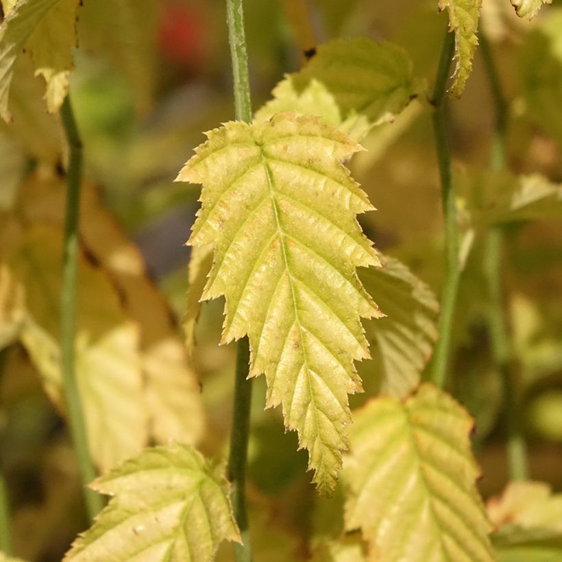 Kerria japonica (Folhagem)