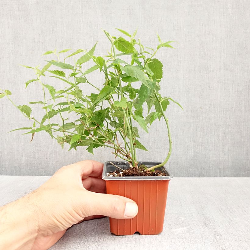 Amostra de Kerria japonica Vaso de 8/9 cm tal como entregue no outono