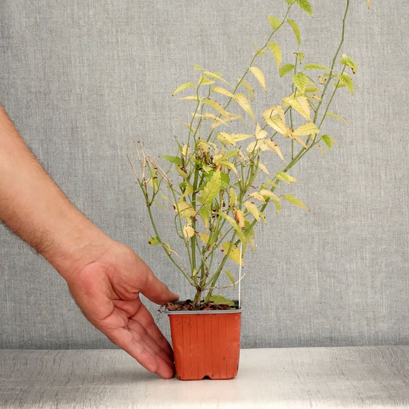 Amostra de Kerria japonica Vaso de 8/9 cm tal como entregue no verão