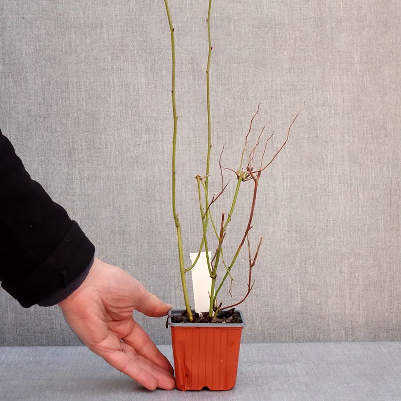 Amostra de Kerria japonica - Corète du Japon Vaso de 8/9 cm tal como entregue no inverno