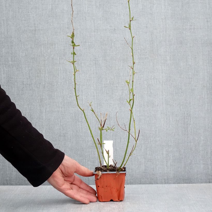 Amostra de Kerria japonica Vaso de 8/9 cm tal como entregue na primavera