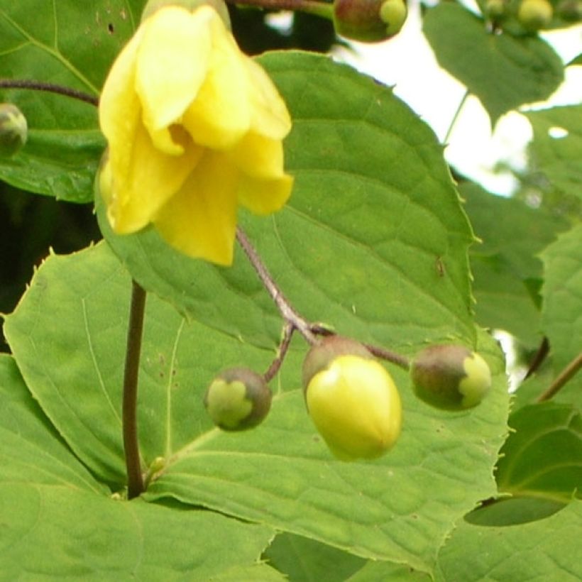 Kirengeshoma palmata (Floração)