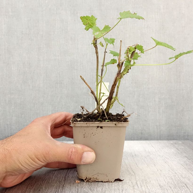 Amostra de Kitaibelia vitifolia Vaso de 8/9 cm tal como entregue no outono