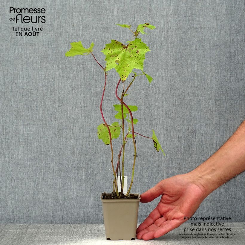 Amostra de Kitaibelia vitifolia Vaso de 8/9 cm tal como entregue no verão