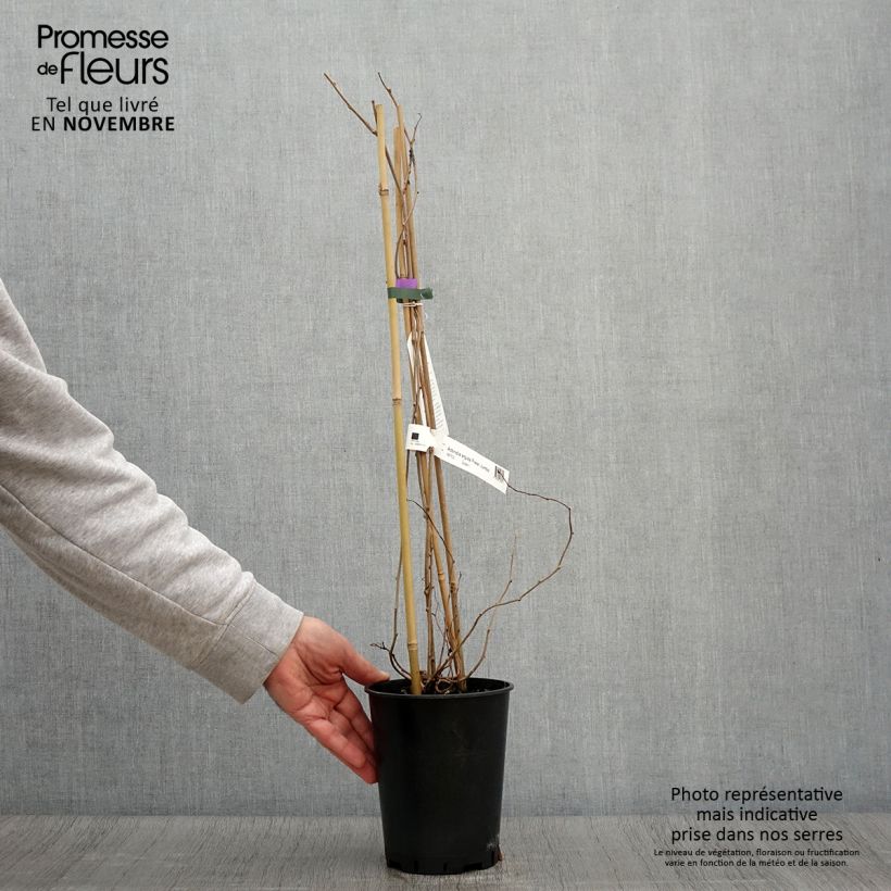 Amostra de Kiwai femelle Fresh Jumbo - Actinidia arguta Pot de 2L/3L tal como entregue no outono