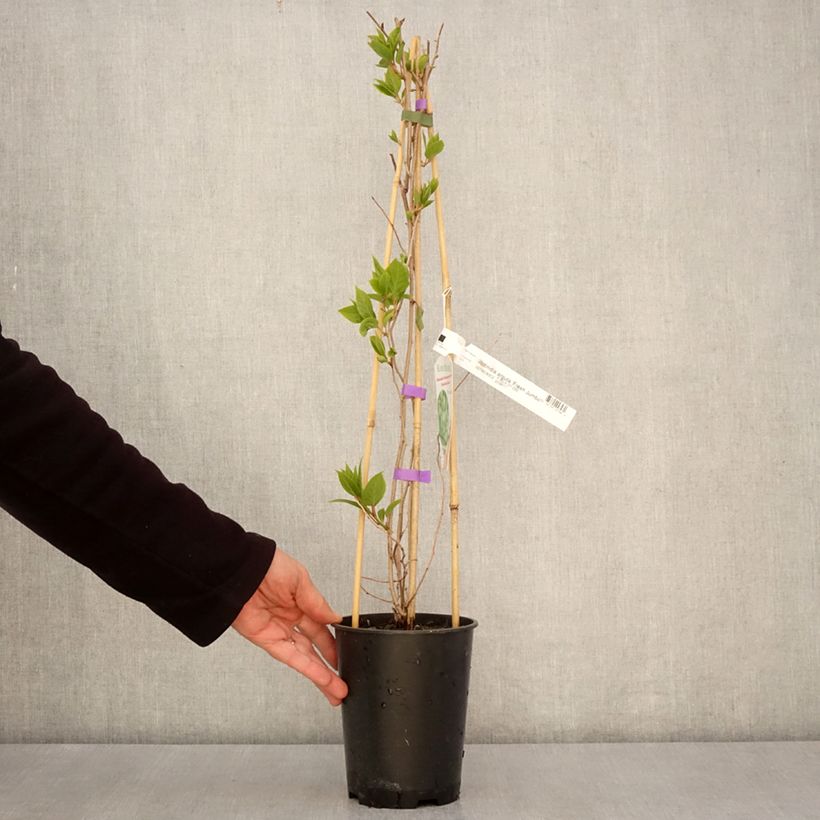 Amostra de Kiwai Fresh Jumbo fêmea - Actinidia arguta Vaso de 2 L/3 L tal como entregue na primavera