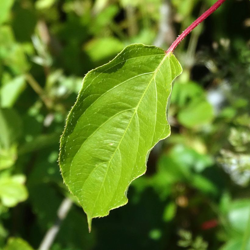Kiwai macho Romeo - Actinidia arguta (Folhagem)