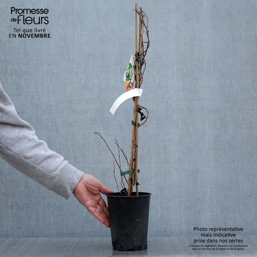 Amostra de Kiwai macho Romeo - Actinidia arguta Vaso de 2 L/3 L tal como entregue no outono