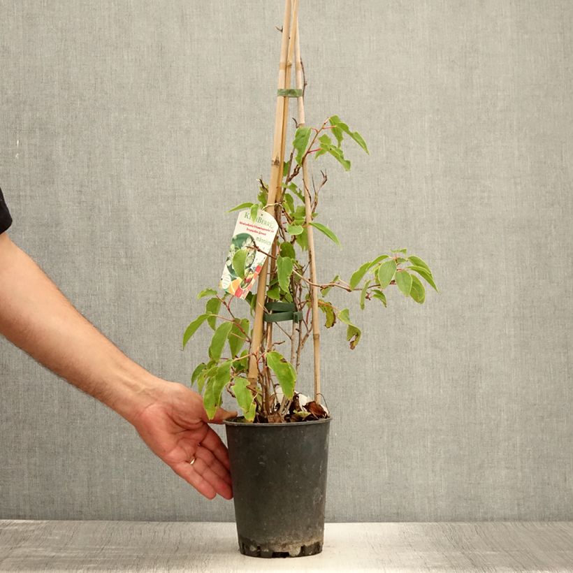 Amostra de Kiwai macho Romeo - Actinidia arguta Vaso de 2 L/3 L tal como entregue no verão