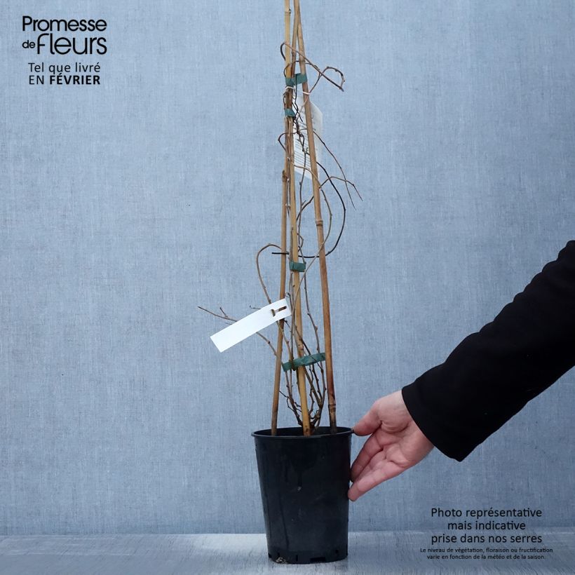 Amostra de Kiwai mâle Romeo - Actinidia arguta Vaso de 2 L/3 L tal como entregue no inverno