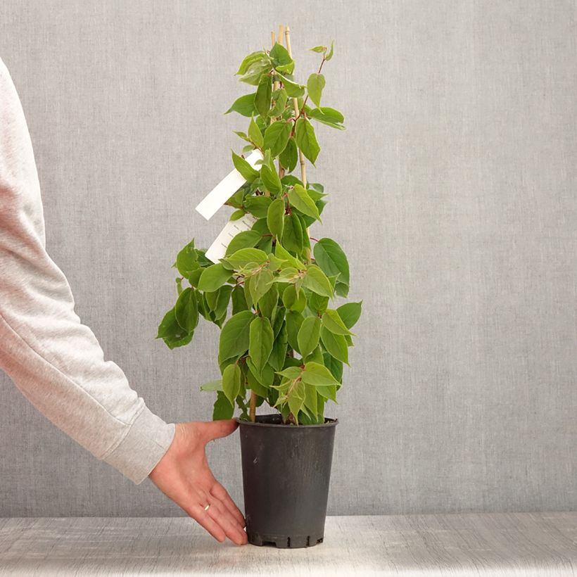 Amostra de Kiwai macho Romeo - Actinidia arguta Vaso de 2 L/3 L tal como entregue na primavera