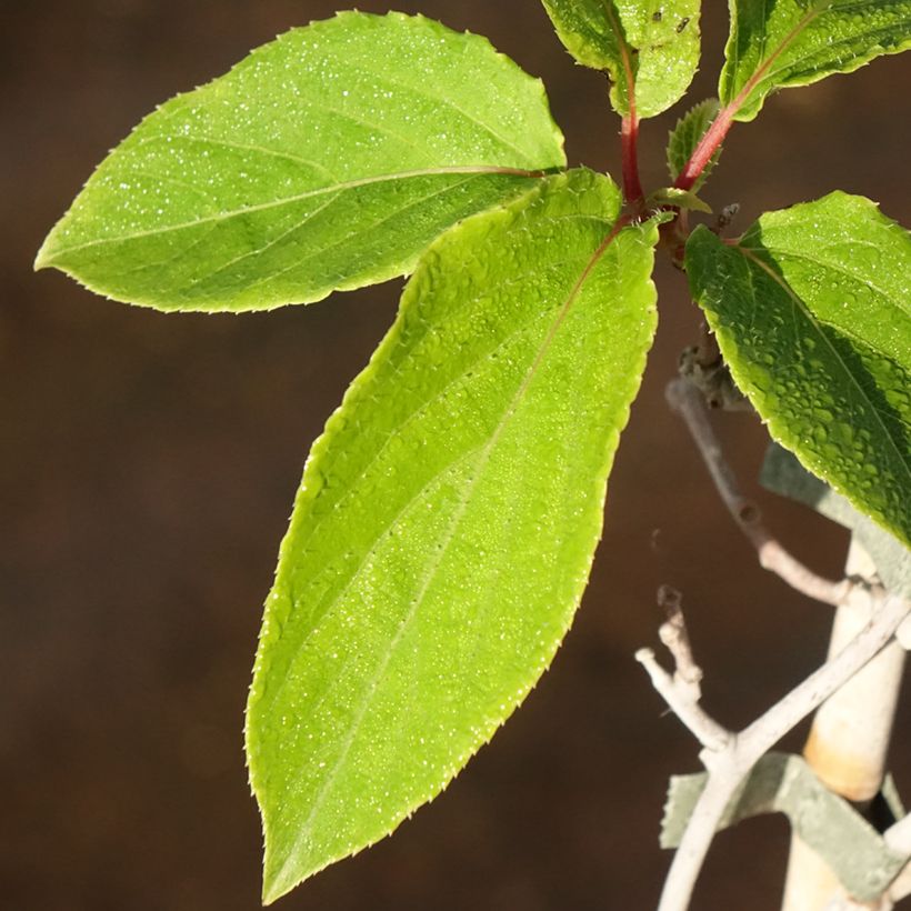 Kiwai Weima macho - Actinidia arguta (Folhagem)