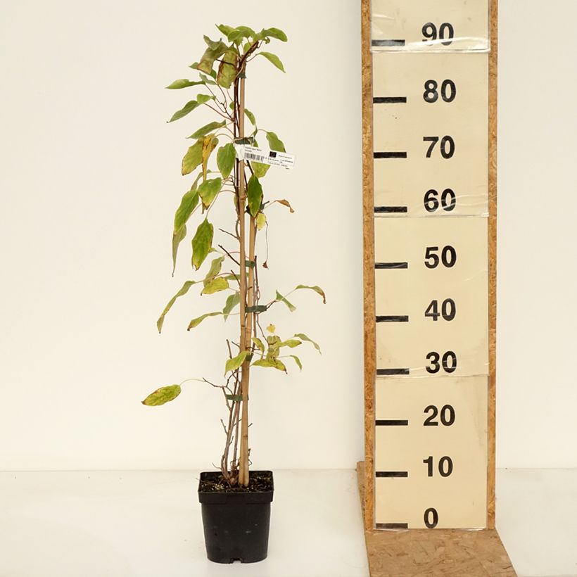 Amostra de Kiwai Weima macho - Actinidia arguta Vaso de 2 L/3 L tal como entregue no outono