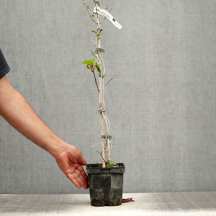 Amostra de Kiwai Weima macho - Actinidia arguta Vaso de 2 L/3 L tal como entregue no verão
