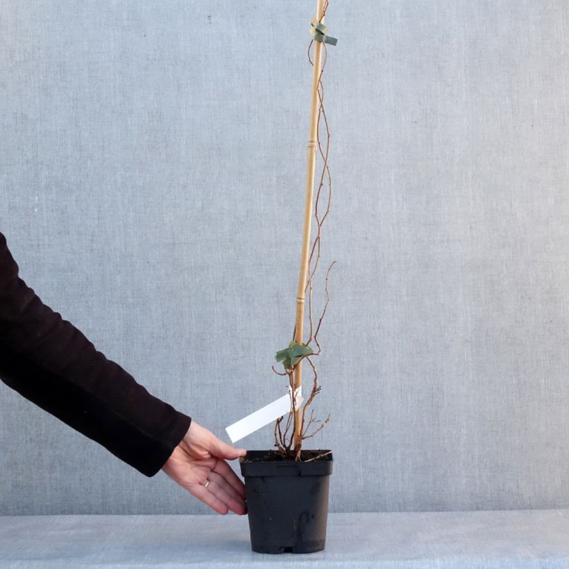 Amostra de Kiwai mâle Weima - Actinidia arguta Vaso de 2 L/3 L tal como entregue no inverno