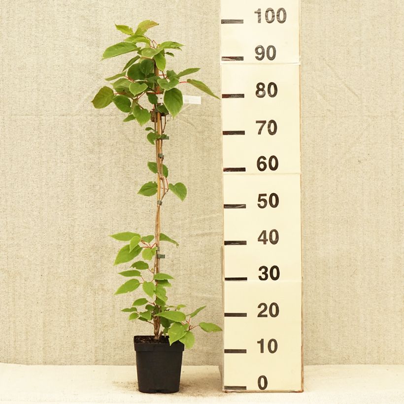 Amostra de Kiwai Weima macho - Actinidia arguta Vaso de 2 L/3 L tal como entregue na primavera