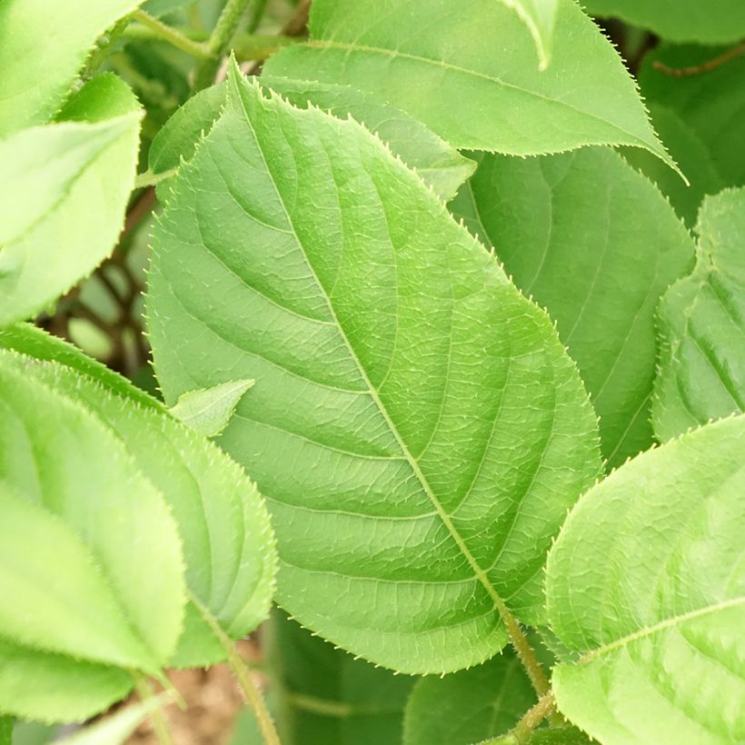 Kiwai Prince Jumbo macho - Actinidia arguta (Folhagem)