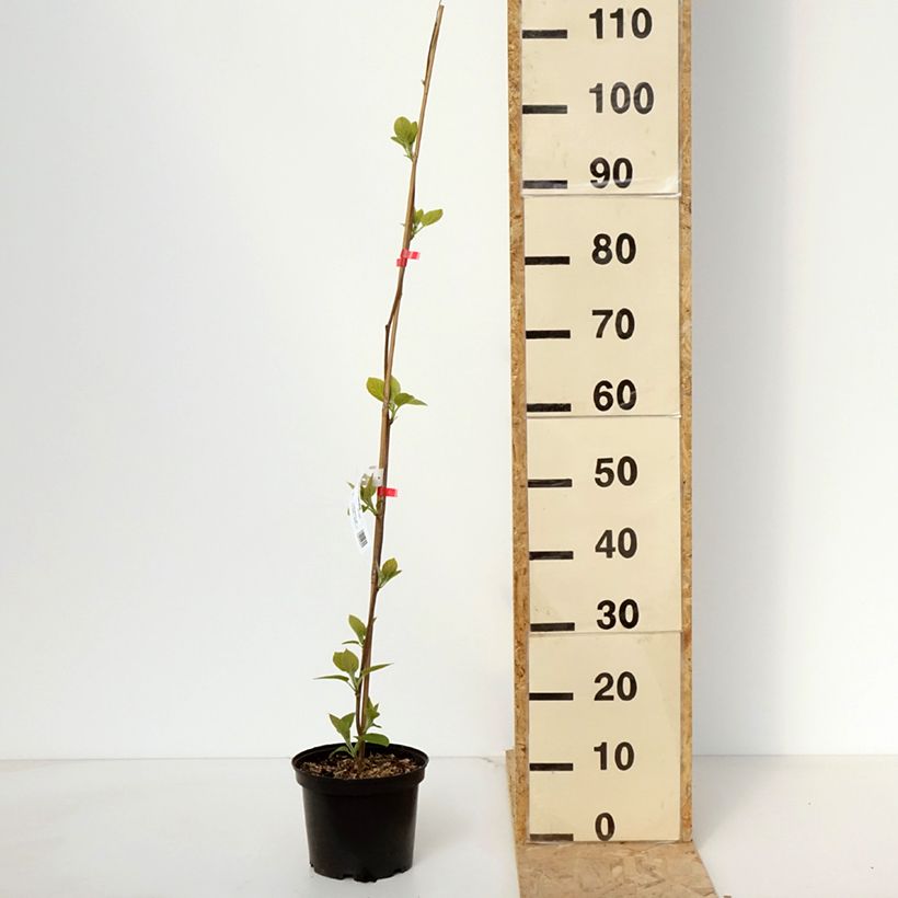 Amostra de Kiwi Wonder - Actinidia deliciosa Vaso de 3 L/4 L tal como entregue na primavera