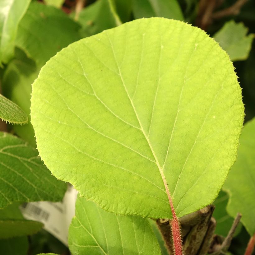Kiwi Kiwidoo fêmea - Actinidia deliciosa (Folhagem)