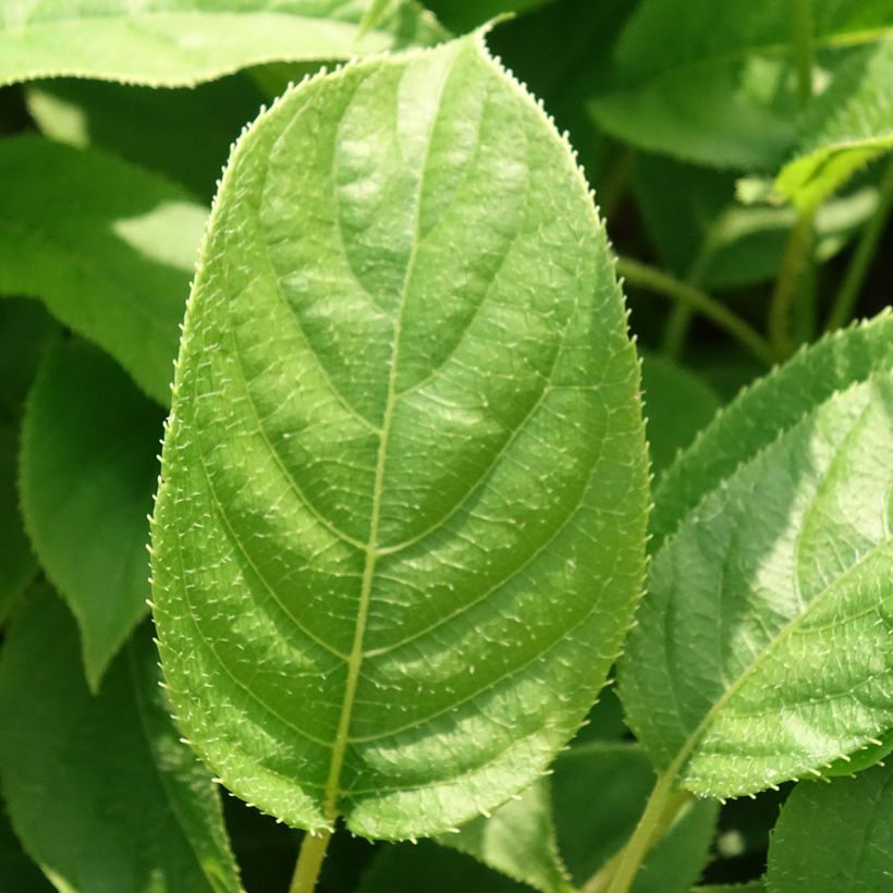 Kiwi Ananasnaya fêmea - Actinidia arguta (Folhagem)